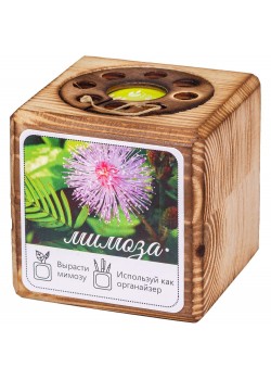 Набор для выращивания с органайзером «Экокуб Burn», мимоза