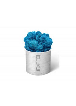 Мох Ягель натуральный, стабилизированный, синий