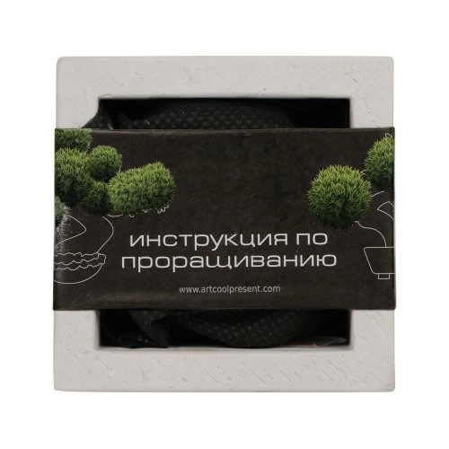 Подарочный набор Вырасти Бонсай дома. Гранат